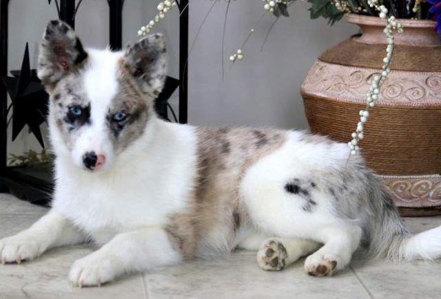 Dipsy-Pomsky-2.jpg