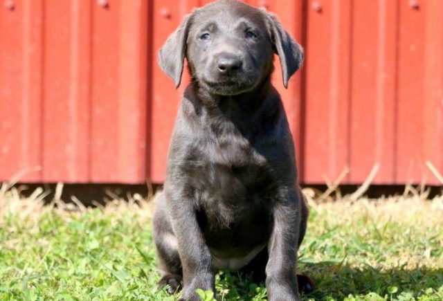Dixie-Charcoal-Lab-e1519325153153.jpg