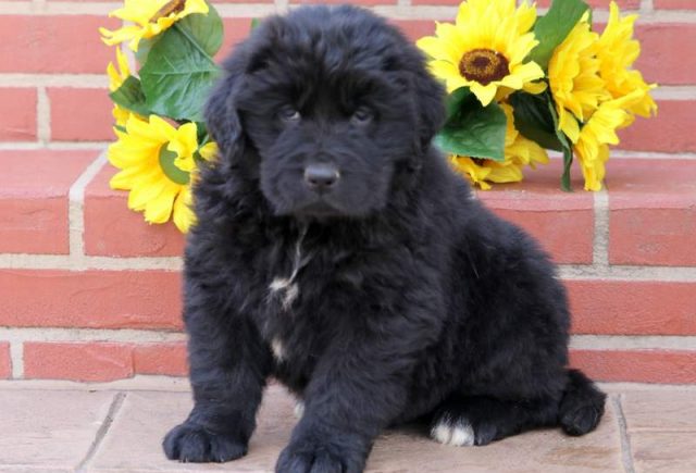 Dodger-Newfoundland2.jpg