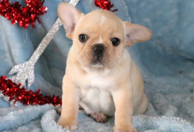 Domino-French-Bulldog.jpg