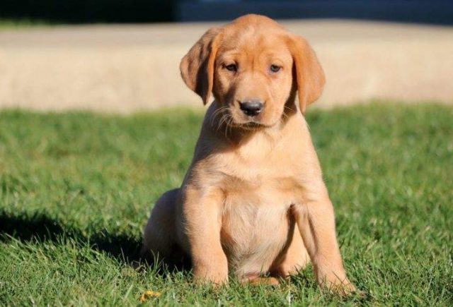 Dove-Fox-Red-Lab-1-e1519079516143.jpg