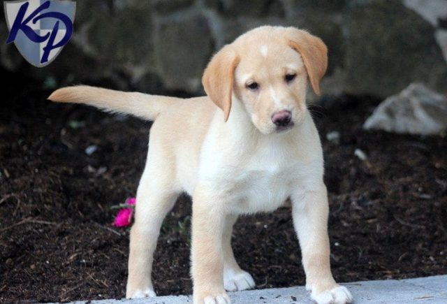 Dove-Lab-Mix.jpg