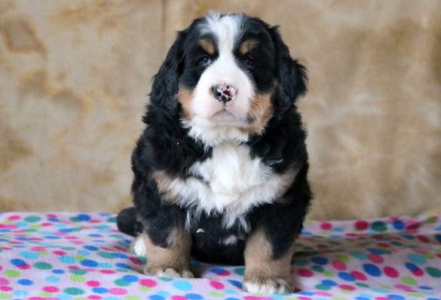 Duke-Bernese-Mountain-Dog.jpg