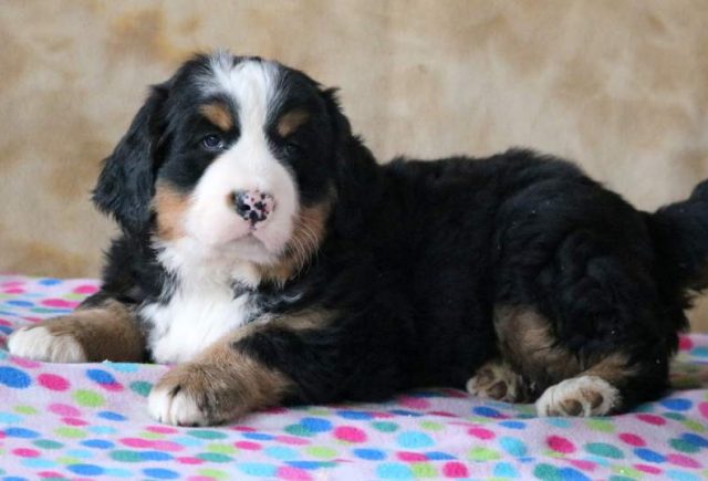 Duke-Bernese-Mountain-Dog2.jpg
