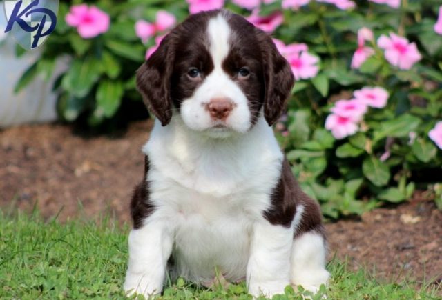 Duke-Eng-Springer-Spaniel.jpg