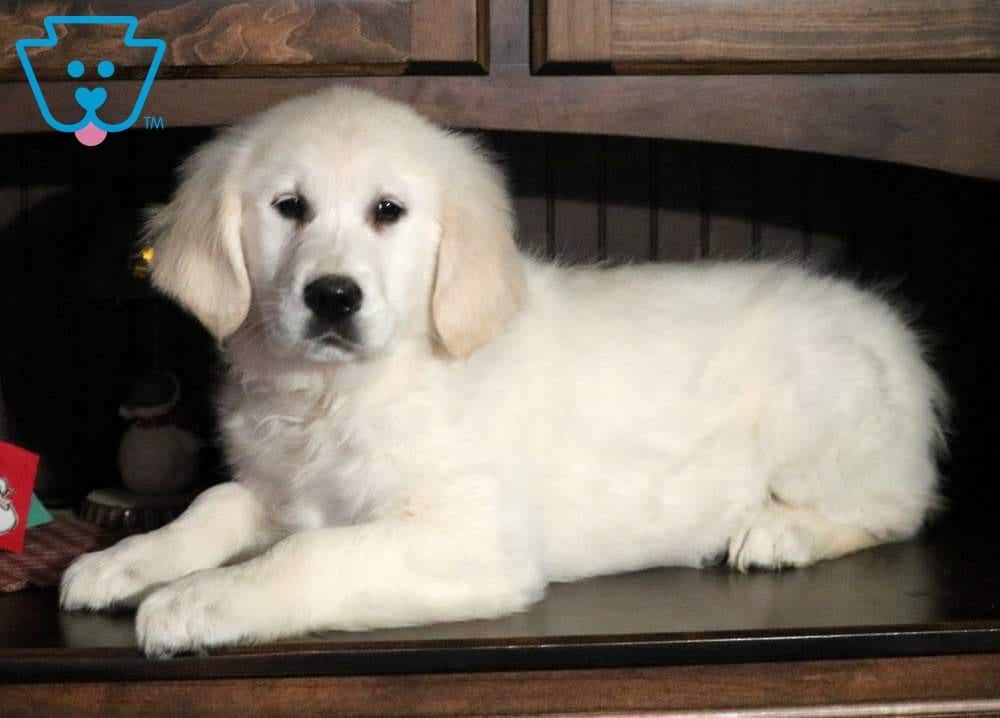 Dustin | Golden Retriever - English Cream Puppy For Sale ...