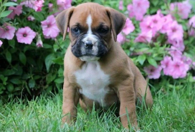 Dusty-Boxer-e1519166187548.jpg