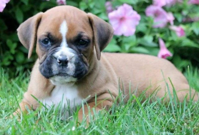 Dusty-Boxer2-e1519166193638.jpg