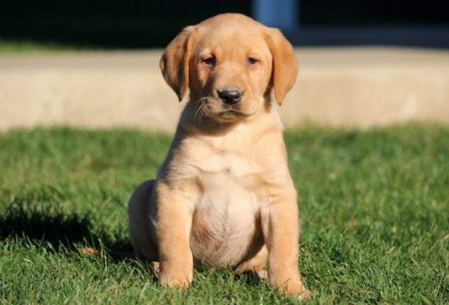 Dusty-Fox-Red-Lab-e1519079522308.jpg