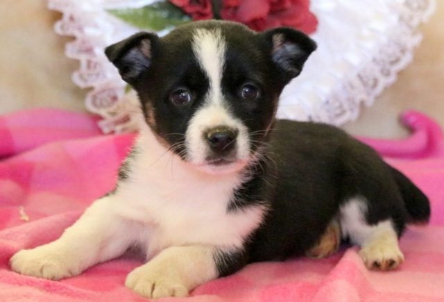 Elizabeth-Corgi-Mix.jpg