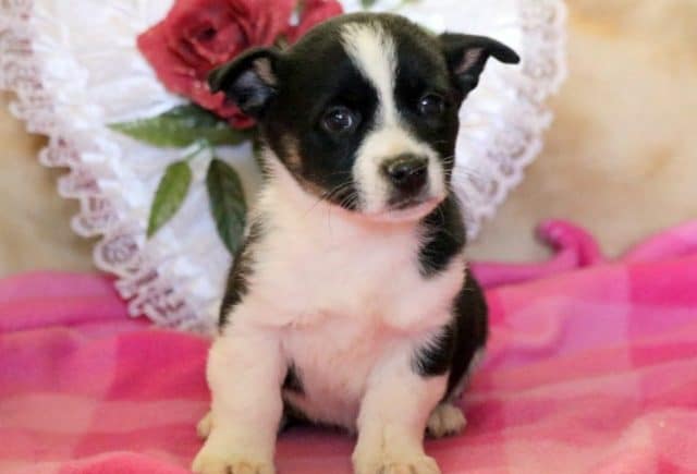 Elizabeth-Corgi-Mix2.jpg