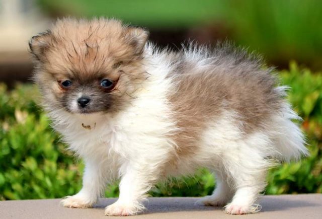 Ellie-Pomeranian-1.jpg