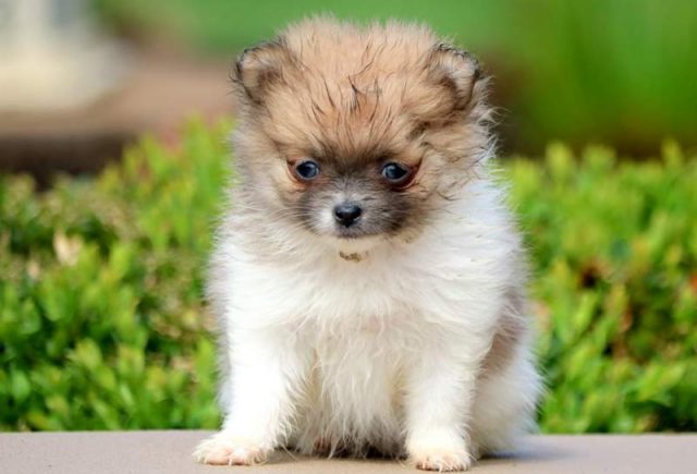 Ellie-Pomeranian-2.jpg