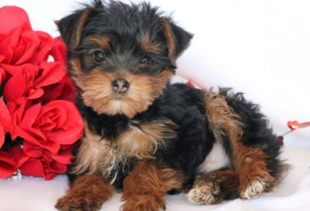 Elmo-Yorkie.jpg