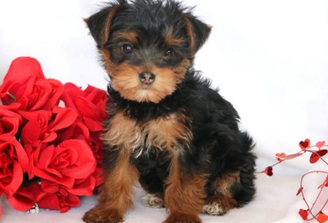 Elmo-Yorkie2.jpg
