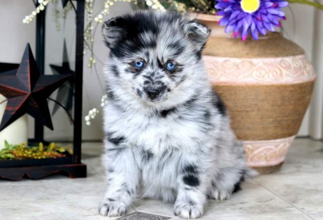Emma-Pomsky-1.jpg