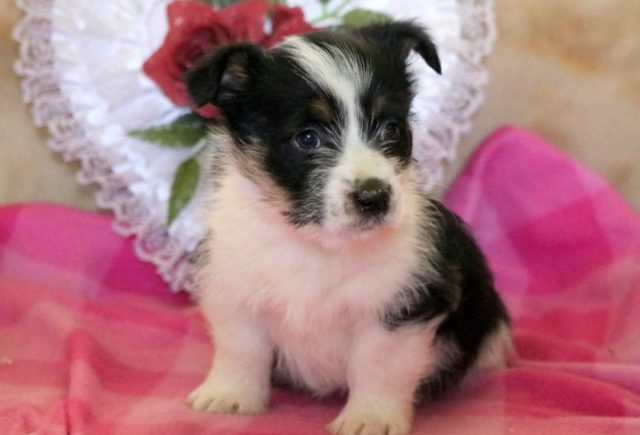Emmie-Corgi-Mix.jpg