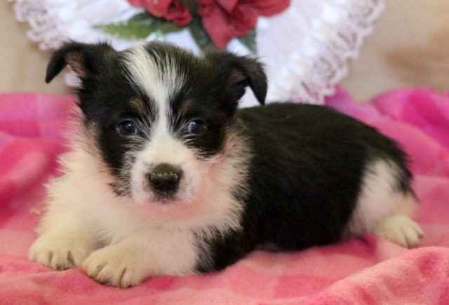 Emmie-Corgi-Mix2.jpg