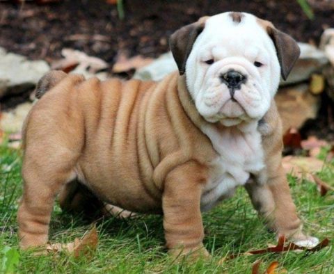 English Bulldog