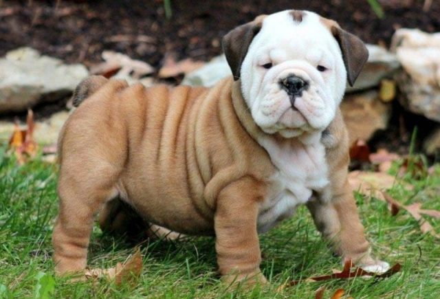 English Bulldog Puppies for sale