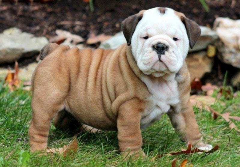 Droll British Bulldog Puppies Rescue L2sanpiero