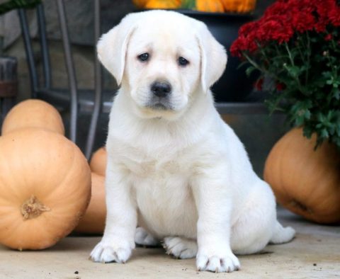 English Cream Lab