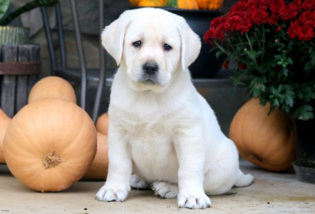 english cream lab puppies for sale