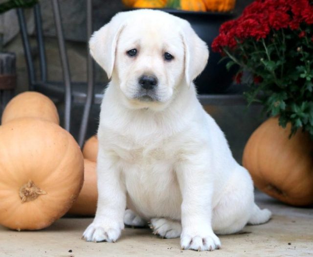 English Cream Lab