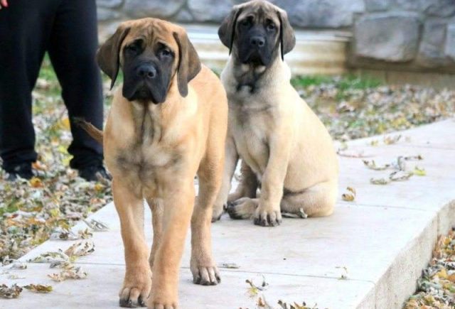 English-Mastiff-Puppies-Chops-Cinderella-e1519249006649.jpg