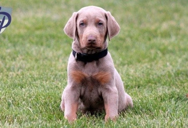 Ethan-Doberman.jpg