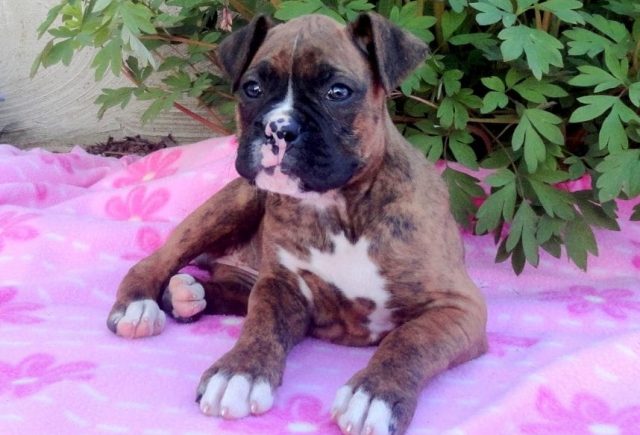 Fancy-Boxer.jpg