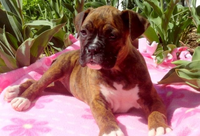 Farrah-Boxer.jpg