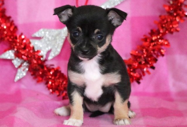 Farrah-Chihuahua.jpg