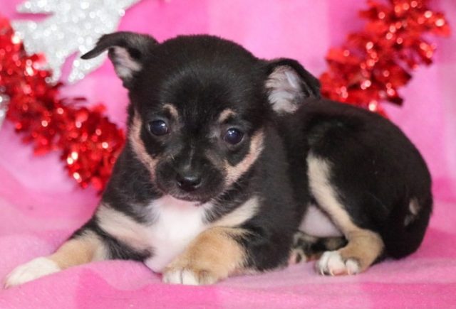 Farrah-Chihuahua2.jpg