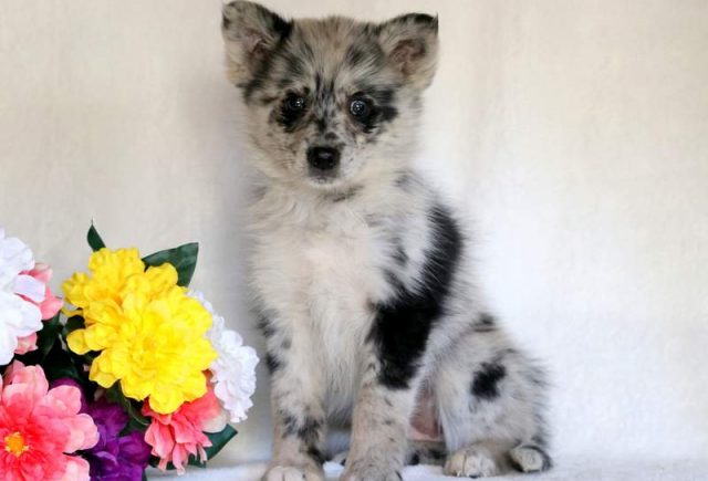 Felicia-Pomsky-1.jpg