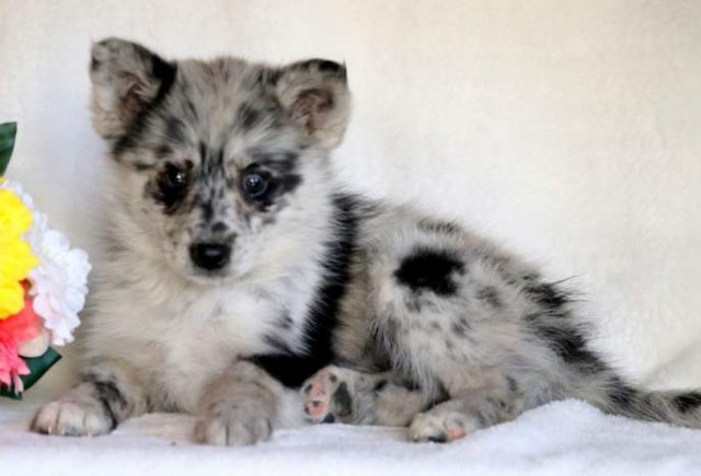 Felicia-Pomsky-2.jpg