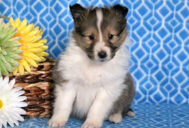 Flash-Sheltie.jpg