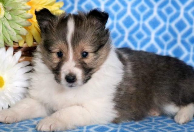 Flash-Sheltie2.jpg