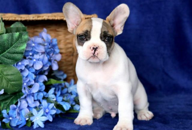 Flex-French-Bulldog-1-1.jpg