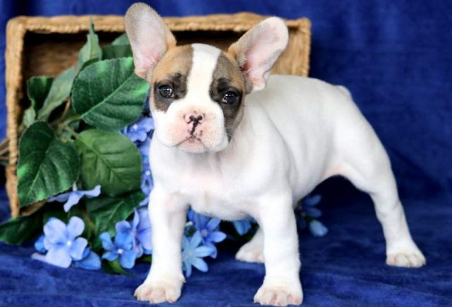 Flex-French-Bulldog-2.jpg