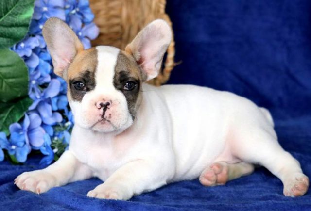Flex-French-Bulldog-3-1.jpg
