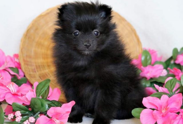 Flossy-Pomeranian.jpg