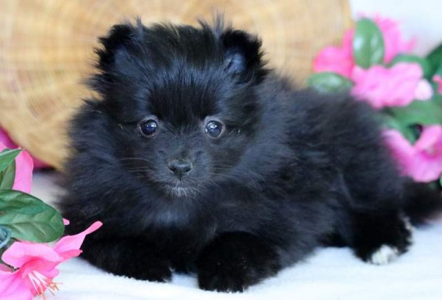 Flossy-Pomeranian2.jpg