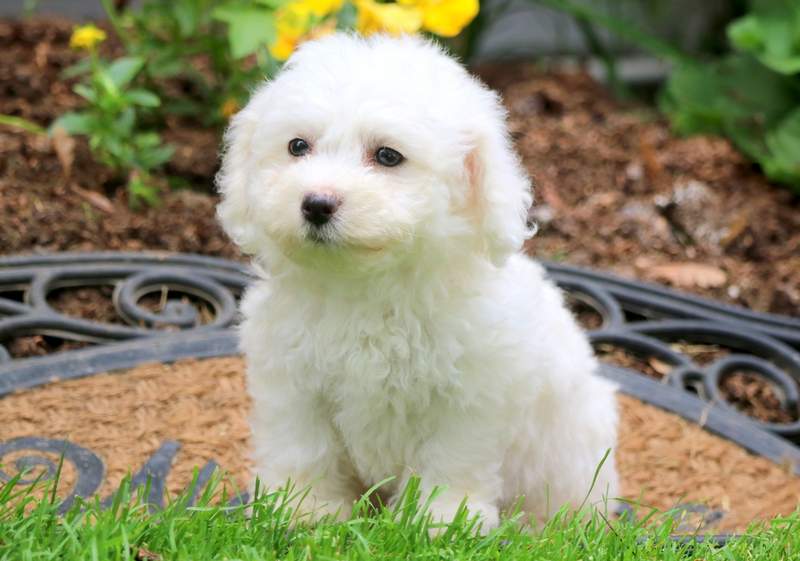 47+ Bichon Frise Mix Puppies For Sale Photo Codepromos