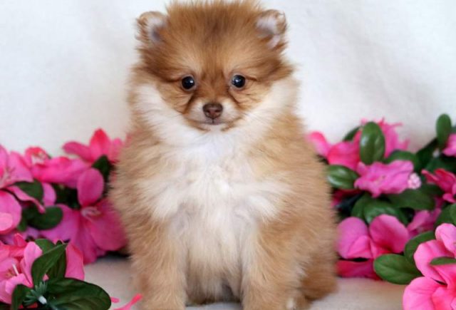 Flower-Pomeranian.jpg