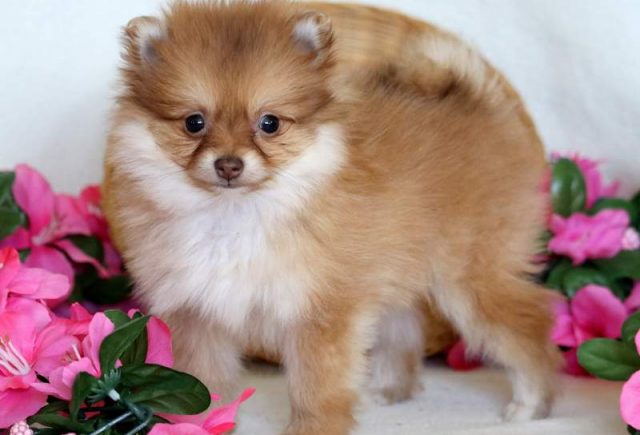 Flower-Pomeranian2.jpg