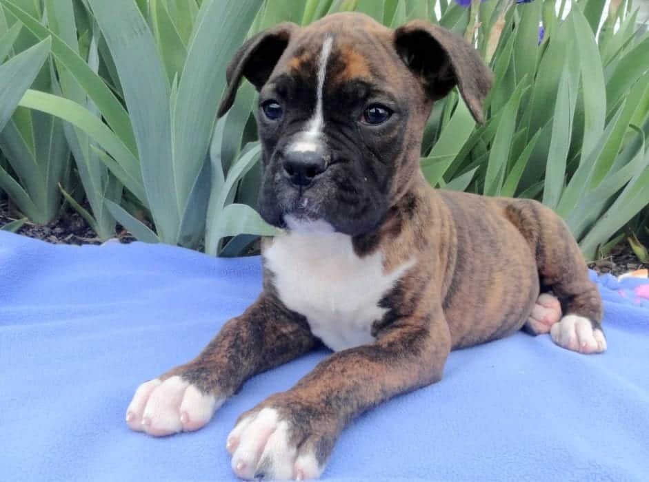 Forest Boxer Puppy For Sale Keystone Puppies