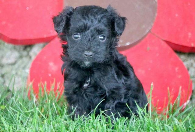 Frankie-Miniature-Aussiedoodle-1.jpg