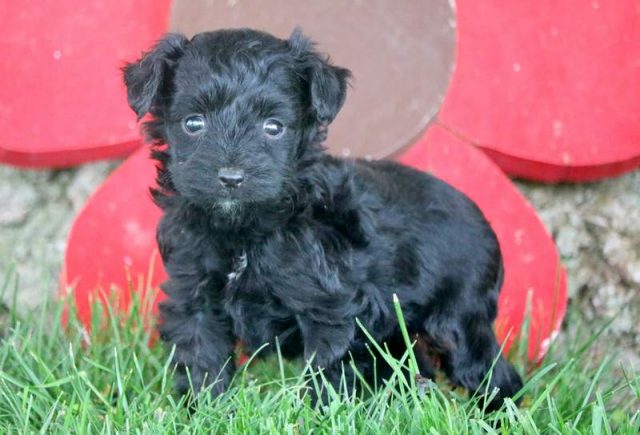 Frankie-Miniature-Aussiedoodle-2.jpg