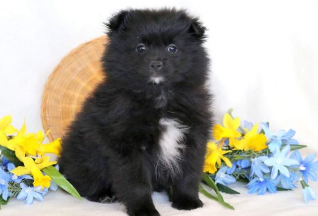 Franky-Pomeranian.jpg